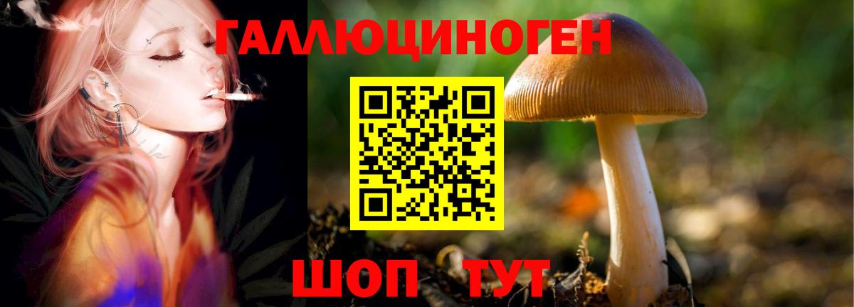 Псилоцибиновые грибы GOLDEN TEACHER Свободный